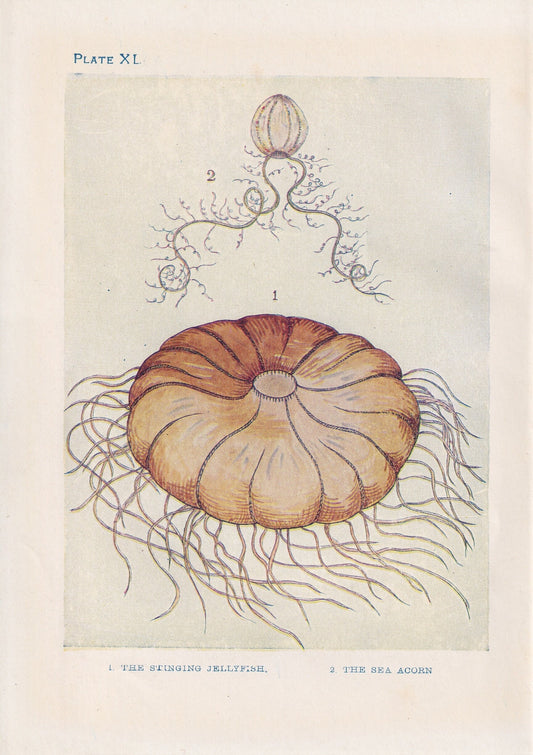 1907 JELLYFISH Print - Original Antique Fish Print - Sea Life Print - Jellyfish Wall Art - 116 Years Old - 6.15 x 4.25 Inches