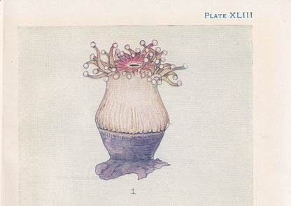 1907 CORAL Print - Original Antique Marine Print - Sea Life Print - Sea Life Print - 116 Years Old - 6.15 x 4.25 Inches