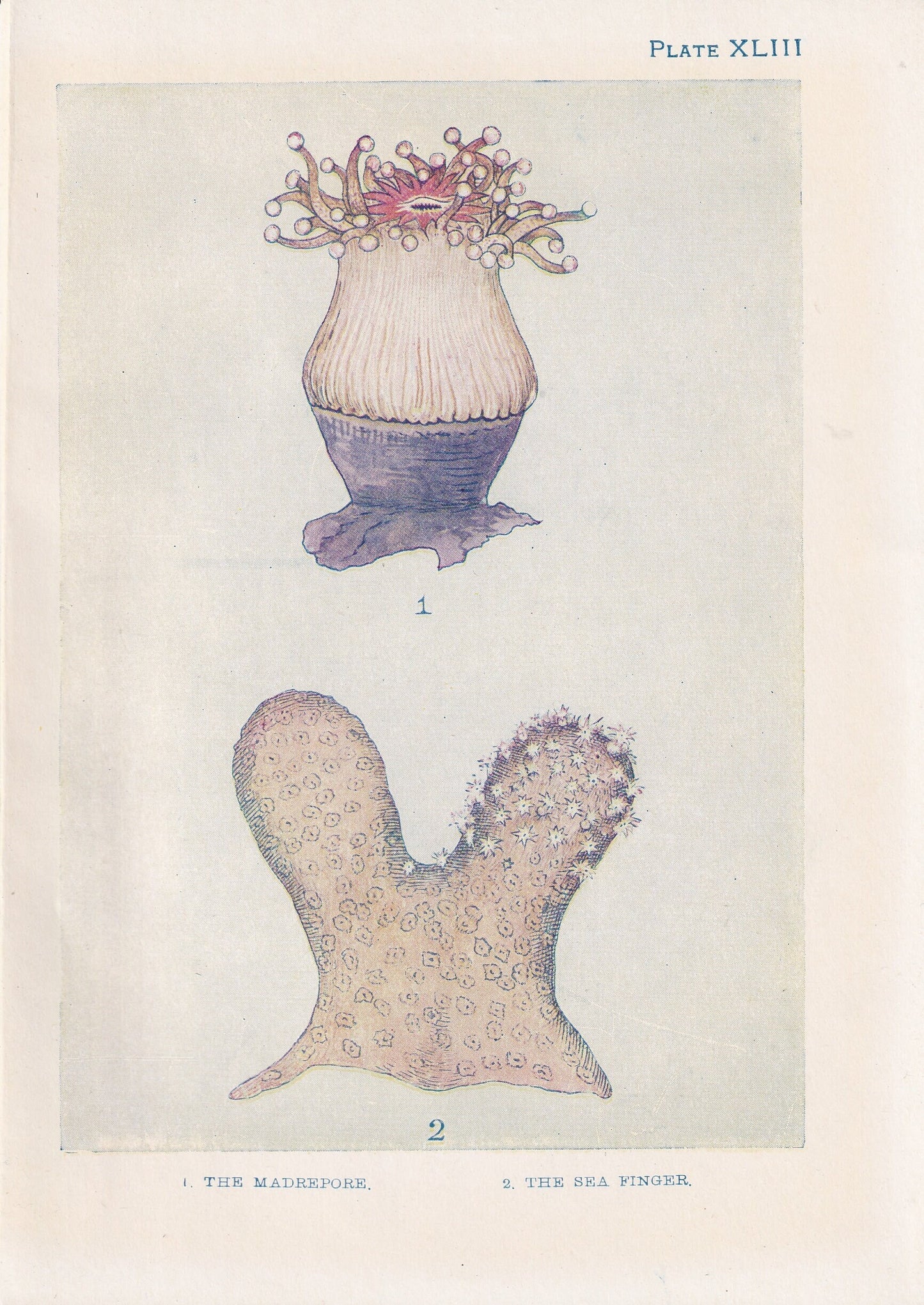 1907 CORAL Print - Original Antique Marine Print - Sea Life Print - Sea Life Print - 116 Years Old - 6.15 x 4.25 Inches