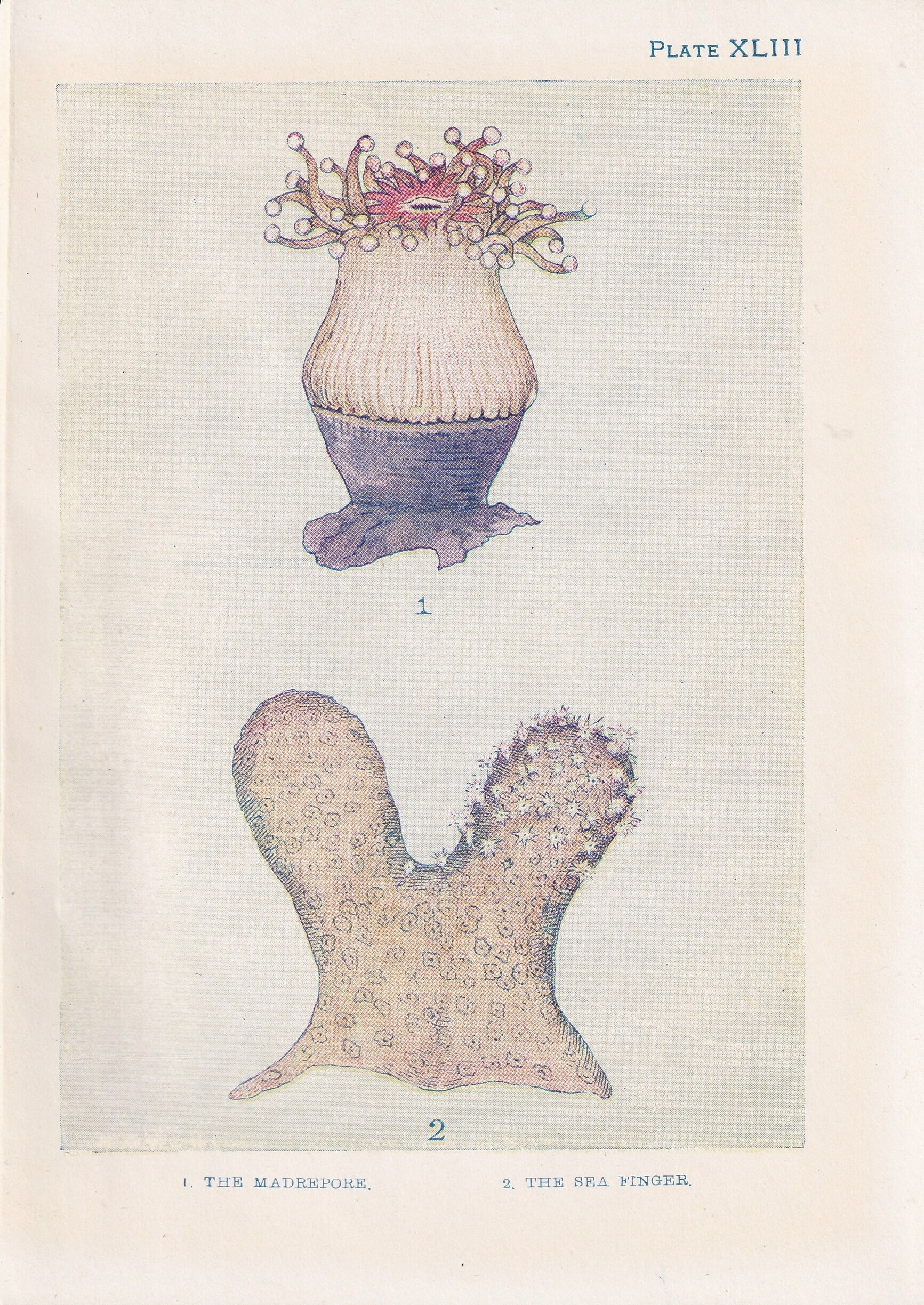 1907 CORAL Print - Original Antique Marine Print - Sea Life Print - Sea Life Print - 116 Years Old - 6.15 x 4.25 Inches