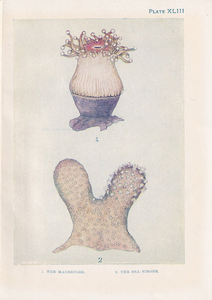 1907 CORAL Print - Original Antique Marine Print - Sea Life Print - Sea Life Print - 116 Years Old - 6.15 x 4.25 Inches