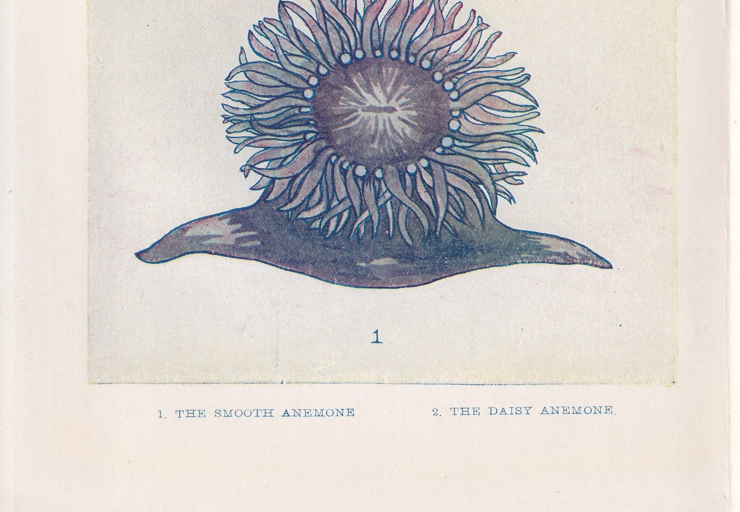 1907 SEA ANEMONE Print - Original Antique Marine Print - Sea Life Print - Sea Life Print - 116 Years Old - 6.15 x 4.25 Inches