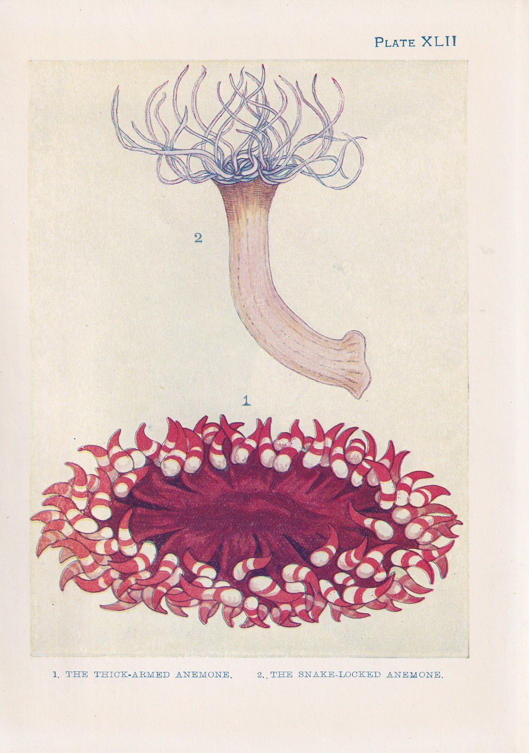 1907 SEA ANEMONE Print - Original Antique Marine Print - Sea Life Print - Sea Life Print - 116 Years Old - 6.15 x 4.25 Inches