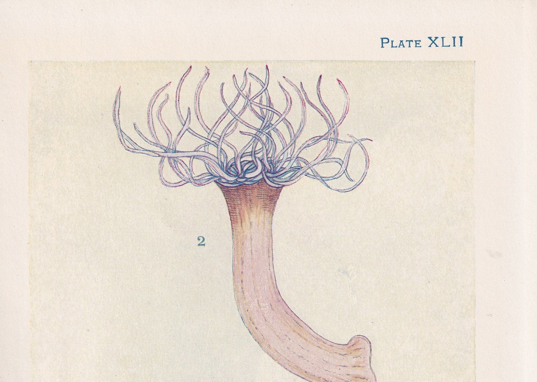 1907 SEA ANEMONE Print - Original Antique Marine Print - Sea Life Print - Sea Life Print - 116 Years Old - 6.15 x 4.25 Inches