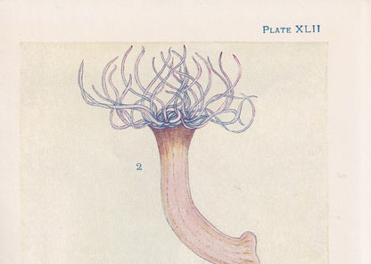 1907 SEA ANEMONE Print - Original Antique Marine Print - Sea Life Print - Sea Life Print - 116 Years Old - 6.15 x 4.25 Inches
