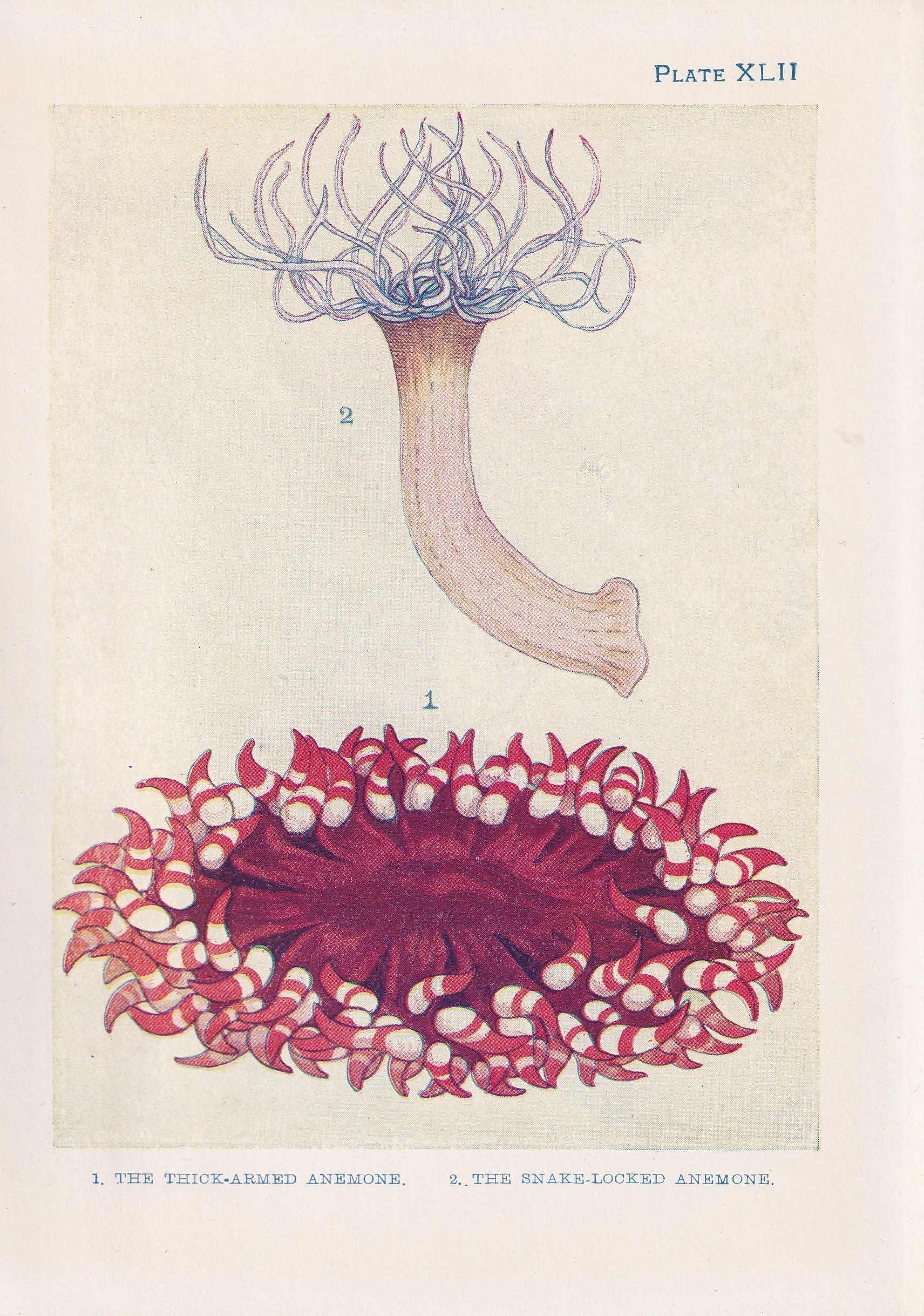 1907 SEA ANEMONE Print - Original Antique Marine Print - Sea Life Print - Sea Life Print - 116 Years Old - 6.15 x 4.25 Inches