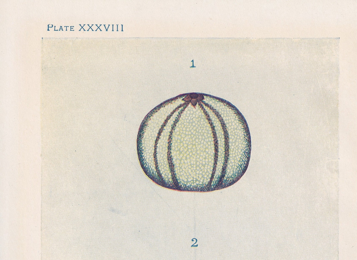 1907 SEA URCHIN Print - Original Antique Marine Print - Sea Life Print - Sea Life Print - 116 Years Old - 6.15 x 4.25 Inches