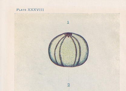 1907 SEA URCHIN Print - Original Antique Marine Print - Sea Life Print - Sea Life Print - 116 Years Old - 6.15 x 4.25 Inches
