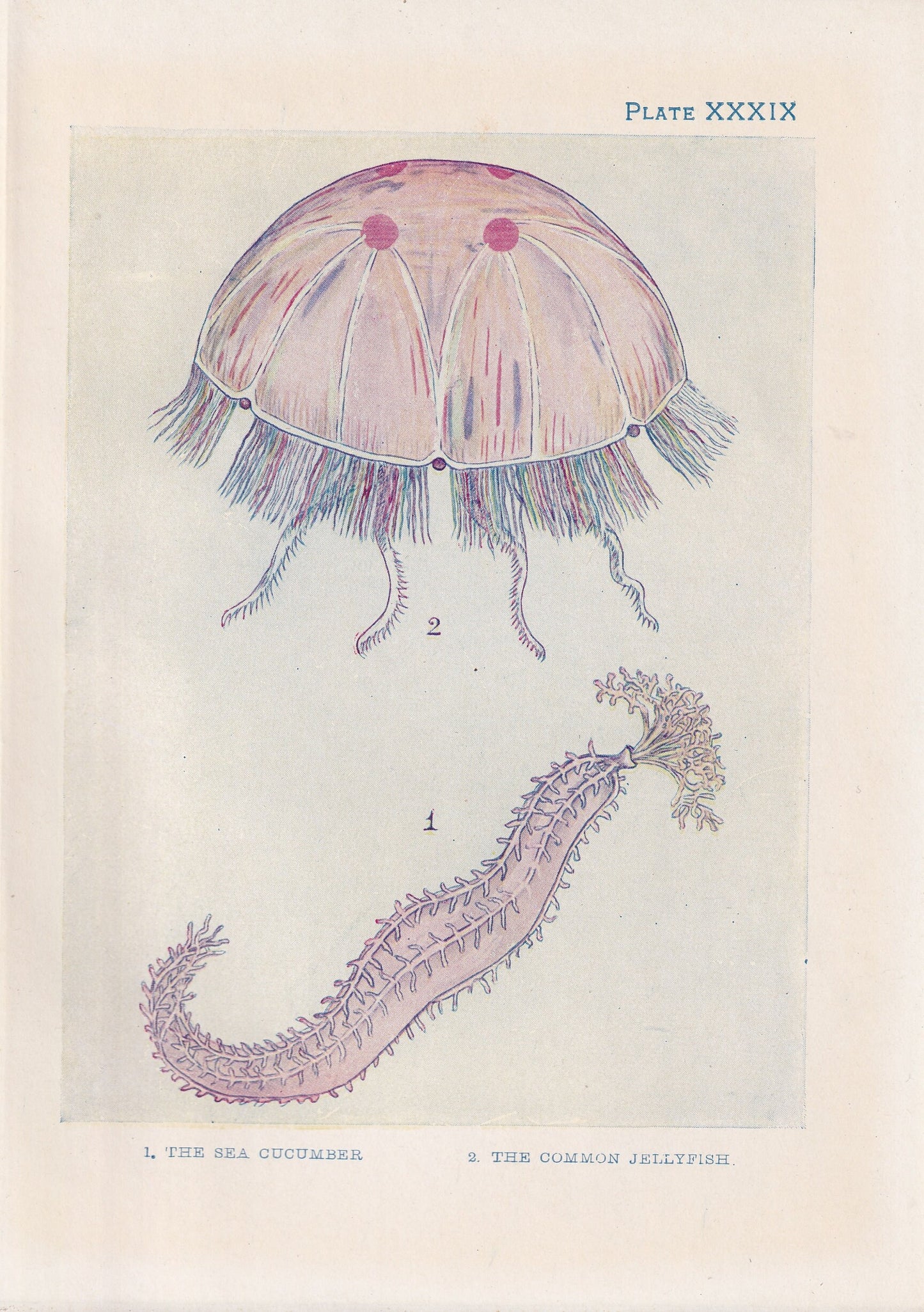 1907 JELLYFISH & SEA CUCUMBER Print - Original Antique Fish Print - Sea Life Print - Jellyfish Wall Art - 116 Years Old - 6.15 x 4.25 Inches