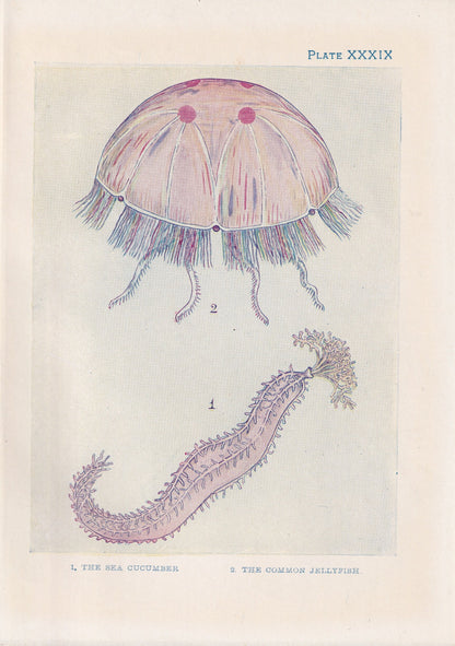 1907 JELLYFISH & SEA CUCUMBER Print - Original Antique Fish Print - Sea Life Print - Jellyfish Wall Art - 116 Years Old - 6.15 x 4.25 Inches