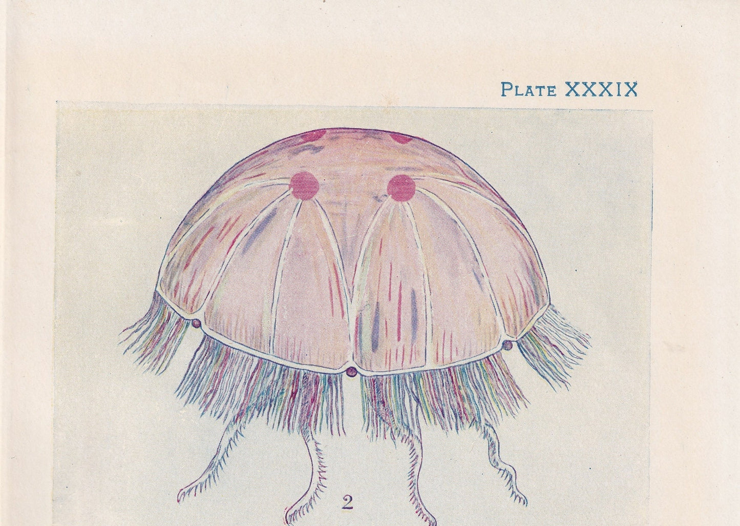 1907 JELLYFISH & SEA CUCUMBER Print - Original Antique Fish Print - Sea Life Print - Jellyfish Wall Art - 116 Years Old - 6.15 x 4.25 Inches