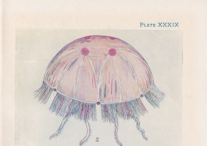 1907 JELLYFISH & SEA CUCUMBER Print - Original Antique Fish Print - Sea Life Print - Jellyfish Wall Art - 116 Years Old - 6.15 x 4.25 Inches