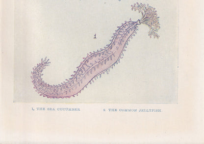 1907 JELLYFISH & SEA CUCUMBER Print - Original Antique Fish Print - Sea Life Print - Jellyfish Wall Art - 116 Years Old - 6.15 x 4.25 Inches