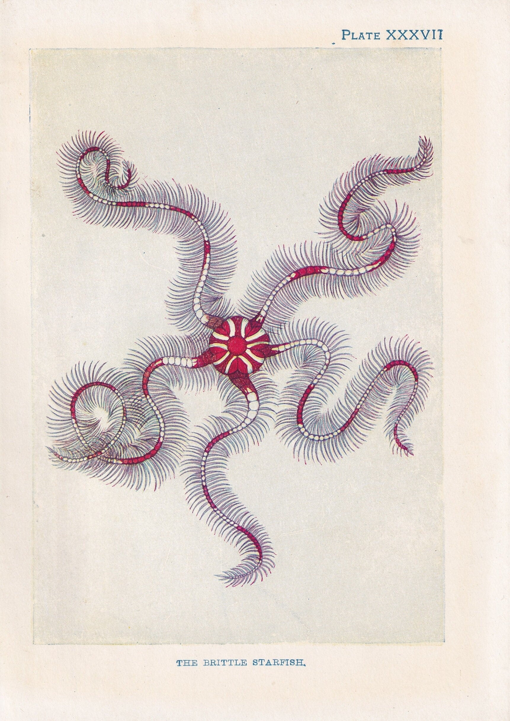 1907 BRITTLE STARFISH Print - Original Antique Fish Print - Sea Life Print - Starfish Wall Art - 116 Years Old - 6.15 x 4.25 Inches