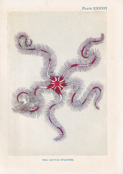 1907 BRITTLE STARFISH Print - Original Antique Fish Print - Sea Life Print - Starfish Wall Art - 116 Years Old - 6.15 x 4.25 Inches