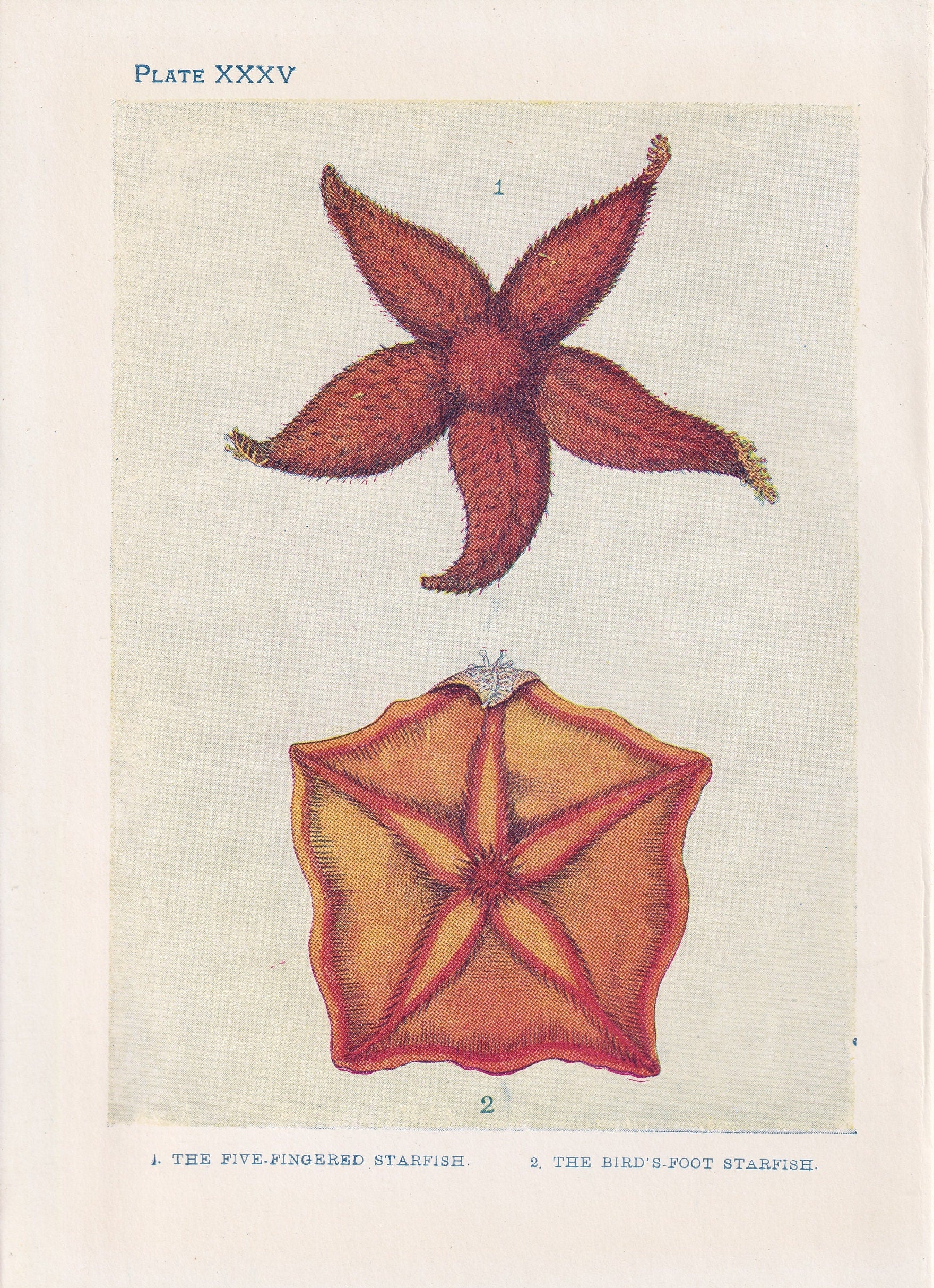 1907 STARFISH Print - Original Antique Fish Print - Sea Life Print - Starfish Wall Art - 116 Years Old - 6.15 x 4.25 Inches