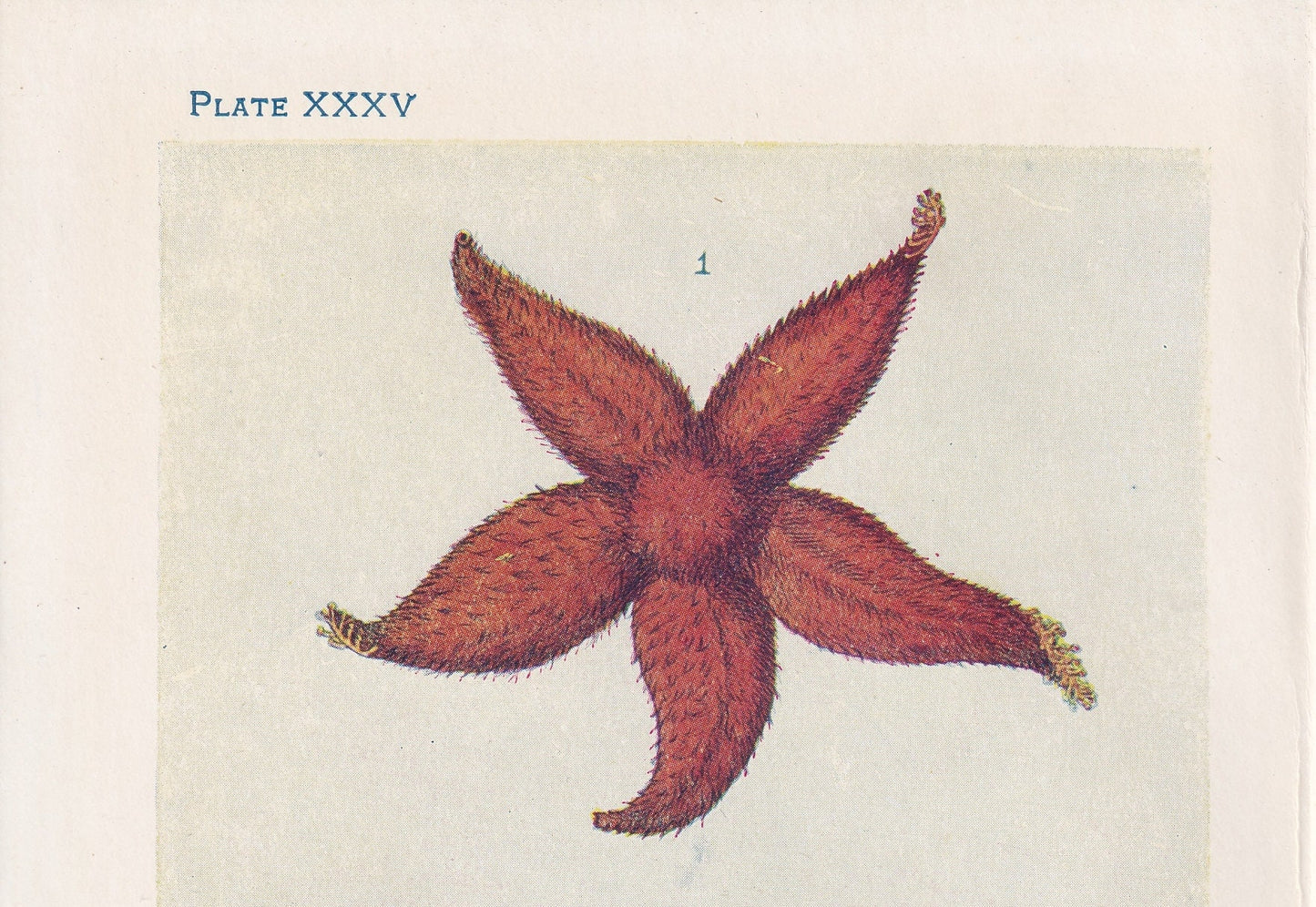 1907 STARFISH Print - Original Antique Fish Print - Sea Life Print - Starfish Wall Art - 116 Years Old - 6.15 x 4.25 Inches
