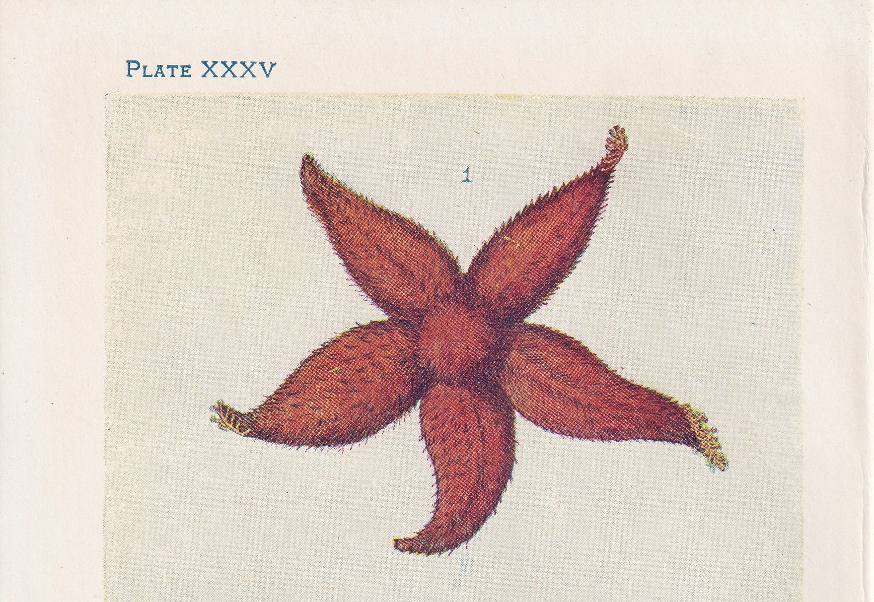 1907 STARFISH Print - Original Antique Fish Print - Sea Life Print - Starfish Wall Art - 116 Years Old - 6.15 x 4.25 Inches