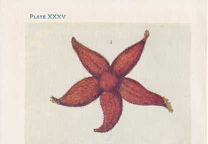1907 STARFISH Print - Original Antique Fish Print - Sea Life Print - Starfish Wall Art - 116 Years Old - 6.15 x 4.25 Inches