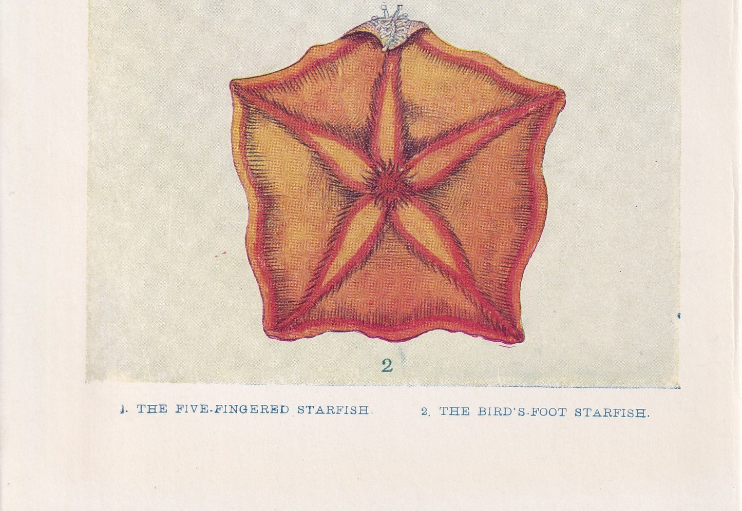 1907 STARFISH Print - Original Antique Fish Print - Sea Life Print - Starfish Wall Art - 116 Years Old - 6.15 x 4.25 Inches