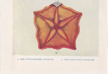 1907 STARFISH Print - Original Antique Fish Print - Sea Life Print - Starfish Wall Art - 116 Years Old - 6.15 x 4.25 Inches