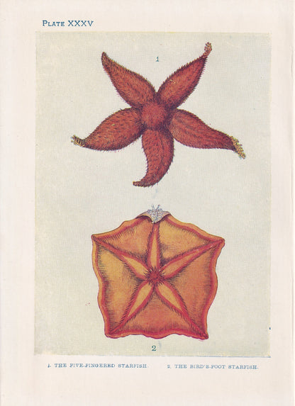 1907 STARFISH Print - Original Antique Fish Print - Sea Life Print - Starfish Wall Art - 116 Years Old - 6.15 x 4.25 Inches