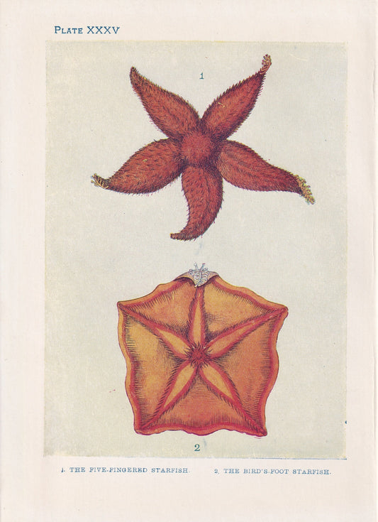 1907 STARFISH Print - Original Antique Fish Print - Sea Life Print - Starfish Wall Art - 116 Years Old - 6.15 x 4.25 Inches