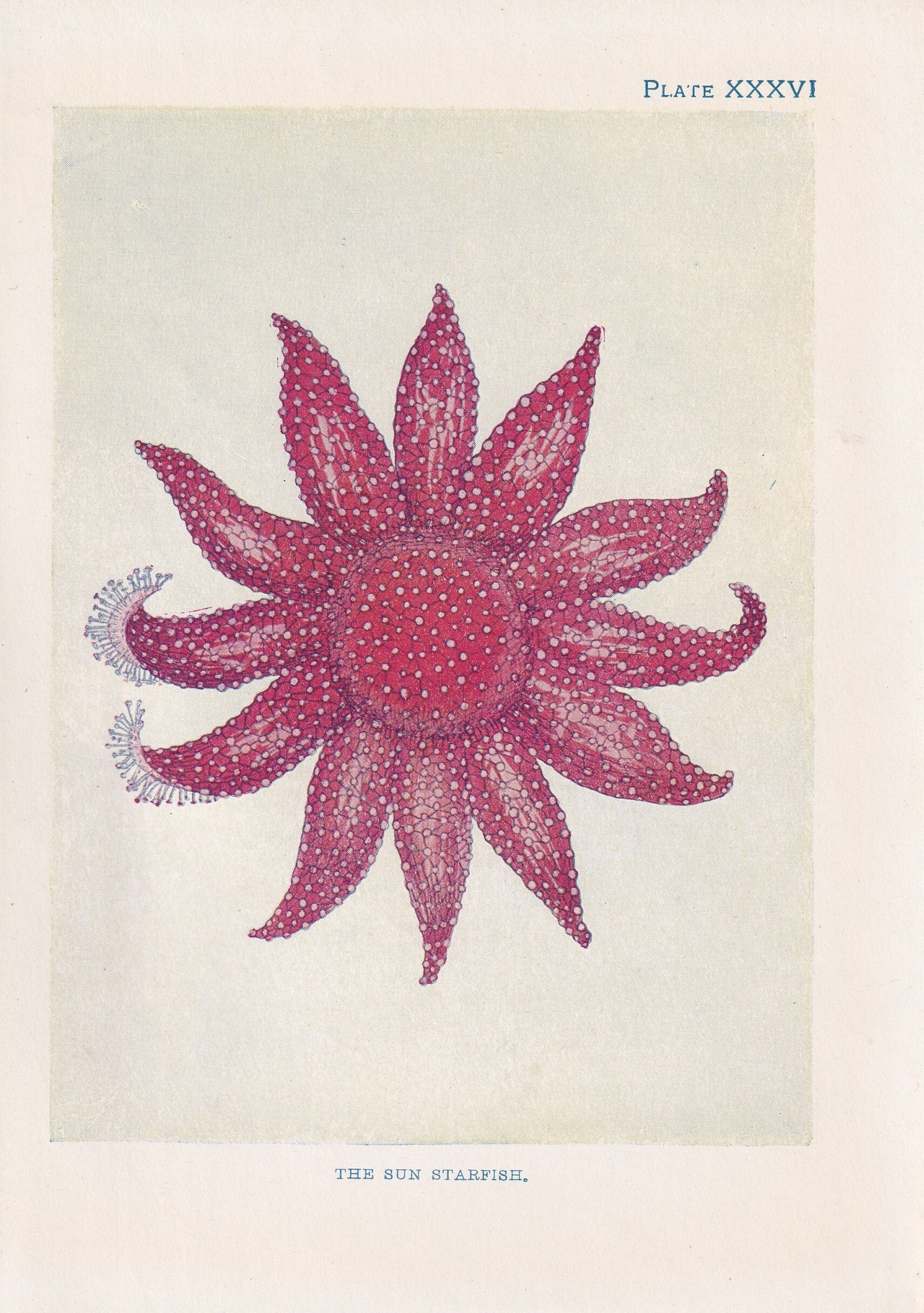 1907 STARFISH Print - Original Antique Fish Print - Sea Life Print - Starfish Wall Art - 116 Years Old - 6.15 x 4.25 Inches