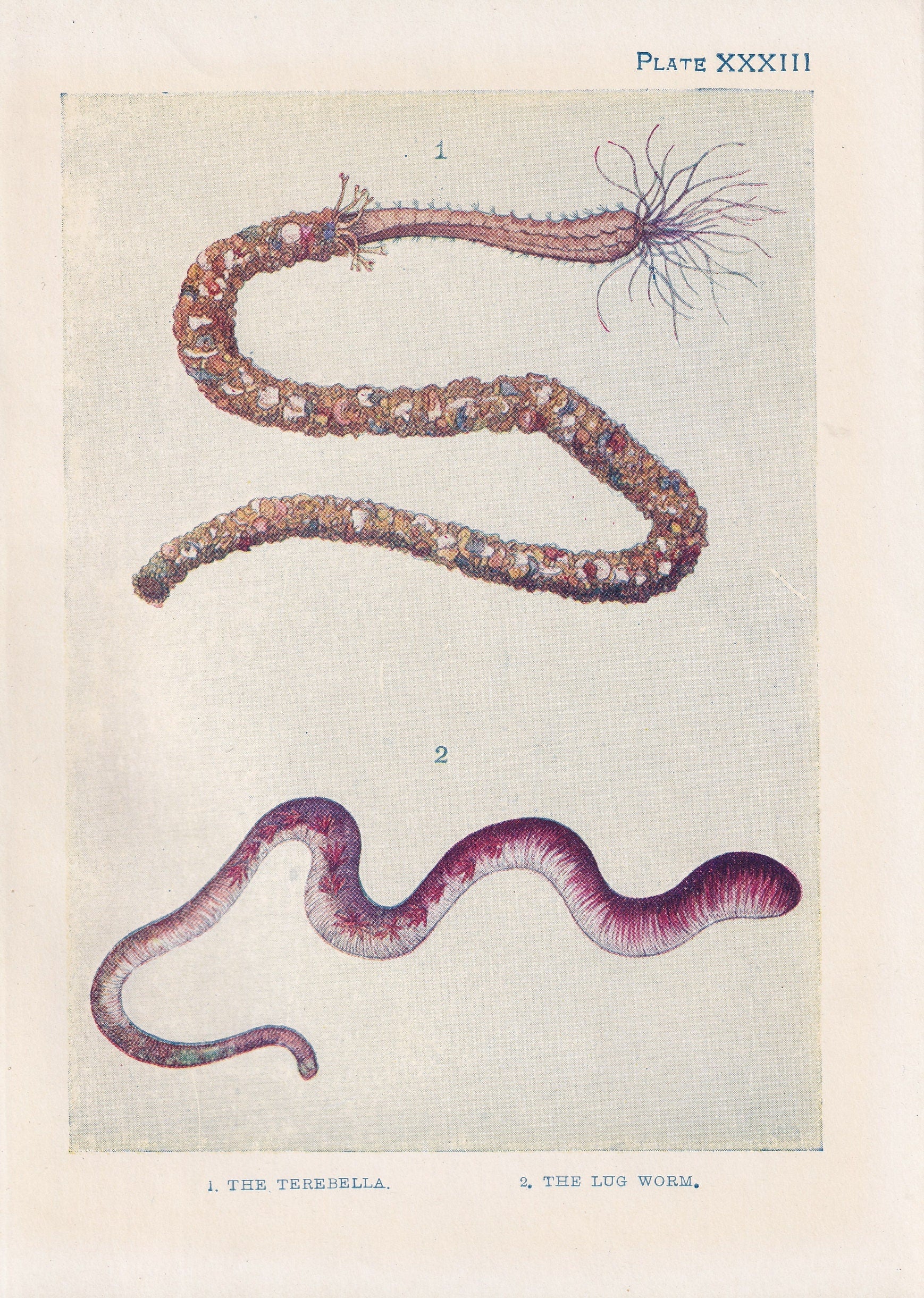 1907 SEA WORMS Print - Original Antique Marine Print - Sea Life Print - Sea Life Print - 116 Years Old - 6.15 x 4.25 Inches