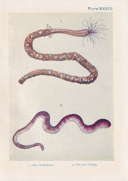 1907 SEA WORMS Print - Original Antique Marine Print - Sea Life Print - Sea Life Print - 116 Years Old - 6.15 x 4.25 Inches