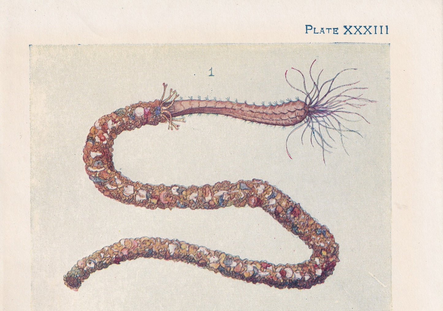 1907 SEA WORMS Print - Original Antique Marine Print - Sea Life Print - Sea Life Print - 116 Years Old - 6.15 x 4.25 Inches