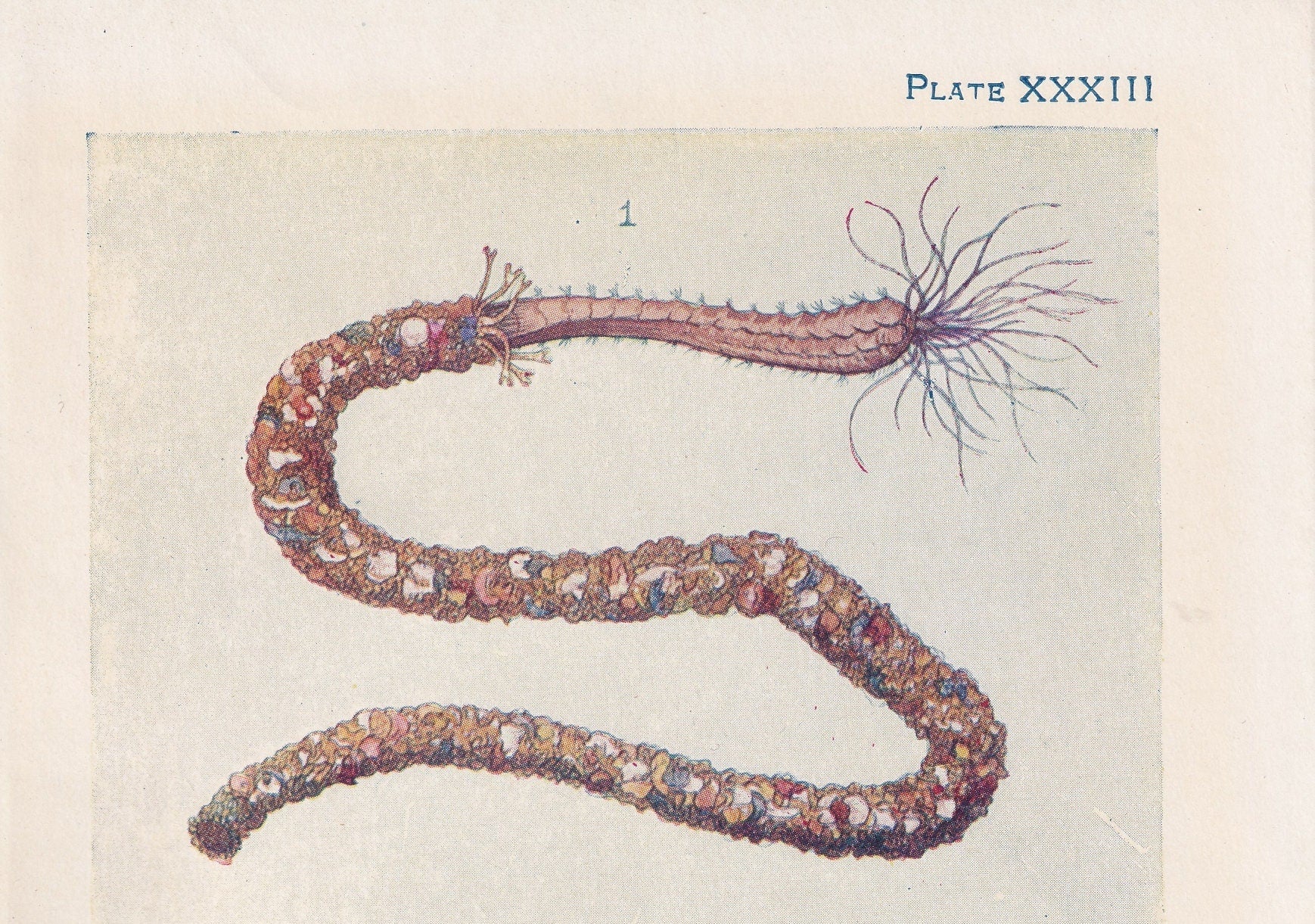 1907 SEA WORMS Print - Original Antique Marine Print - Sea Life Print - Sea Life Print - 116 Years Old - 6.15 x 4.25 Inches