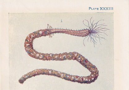 1907 SEA WORMS Print - Original Antique Marine Print - Sea Life Print - Sea Life Print - 116 Years Old - 6.15 x 4.25 Inches