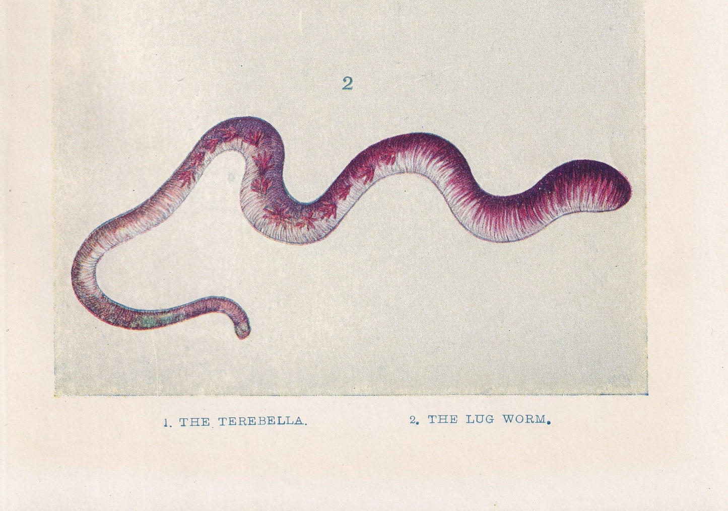 1907 SEA WORMS Print - Original Antique Marine Print - Sea Life Print - Sea Life Print - 116 Years Old - 6.15 x 4.25 Inches