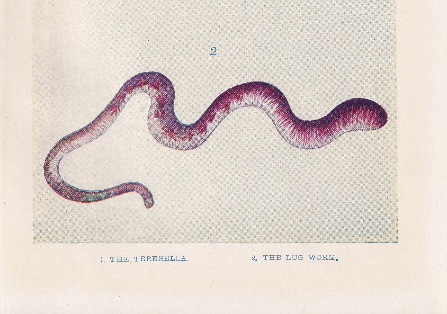 1907 SEA WORMS Print - Original Antique Marine Print - Sea Life Print - Sea Life Print - 116 Years Old - 6.15 x 4.25 Inches