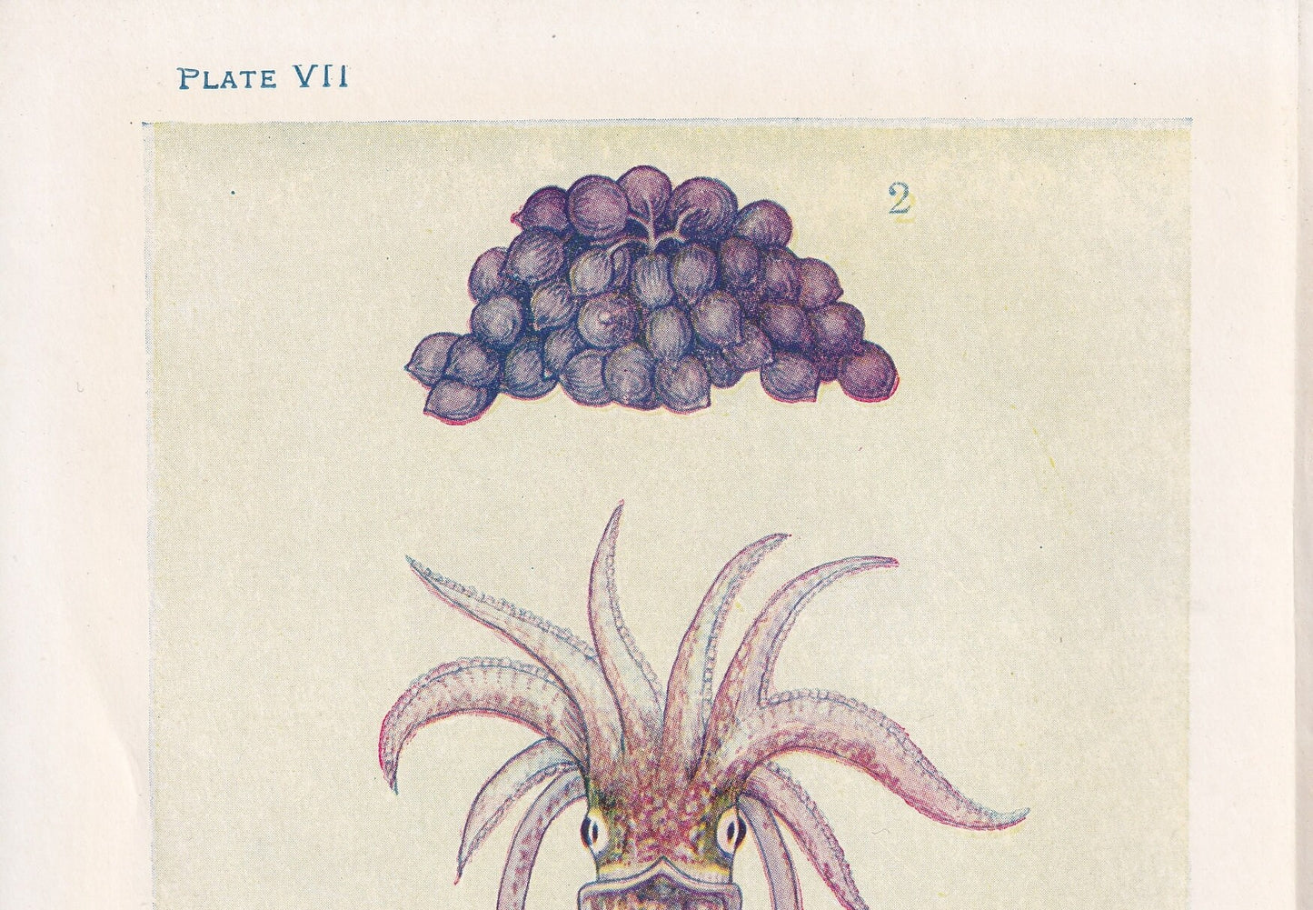 1907 CUTTLEFISH Print - Original Antique Fish Print - Sea Life Print - Cuttlefish Wall Art - 116 Years Old - 6.15 x 4.25 Inches