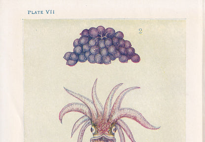 1907 CUTTLEFISH Print - Original Antique Fish Print - Sea Life Print - Cuttlefish Wall Art - 116 Years Old - 6.15 x 4.25 Inches