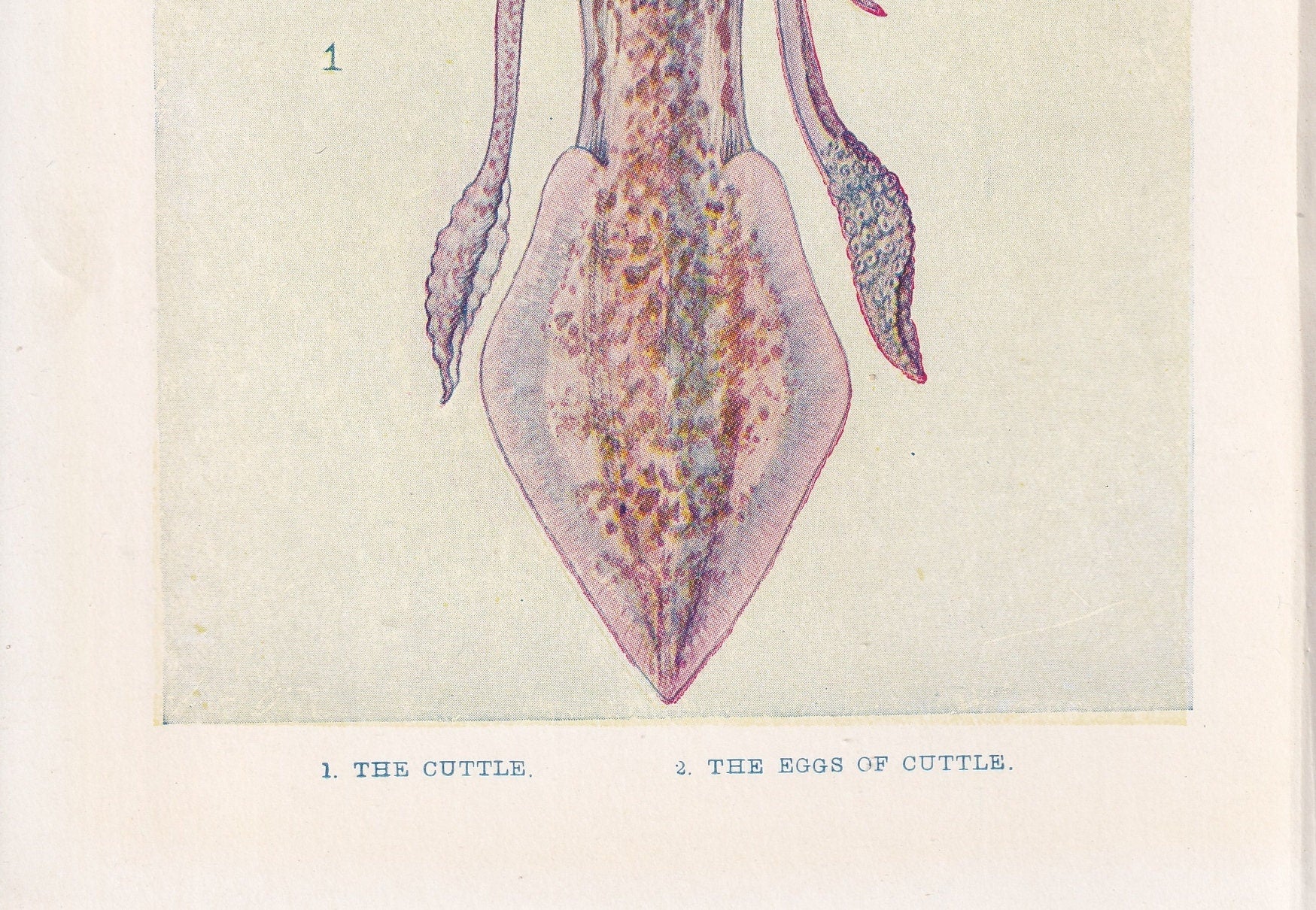 1907 CUTTLEFISH Print - Original Antique Fish Print - Sea Life Print - Cuttlefish Wall Art - 116 Years Old - 6.15 x 4.25 Inches