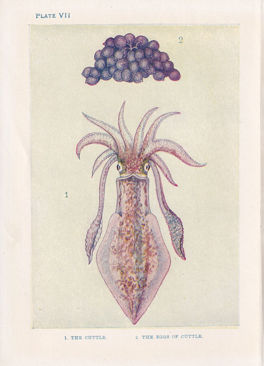 1907 CUTTLEFISH Print - Original Antique Fish Print - Sea Life Print - Cuttlefish Wall Art - 116 Years Old - 6.15 x 4.25 Inches