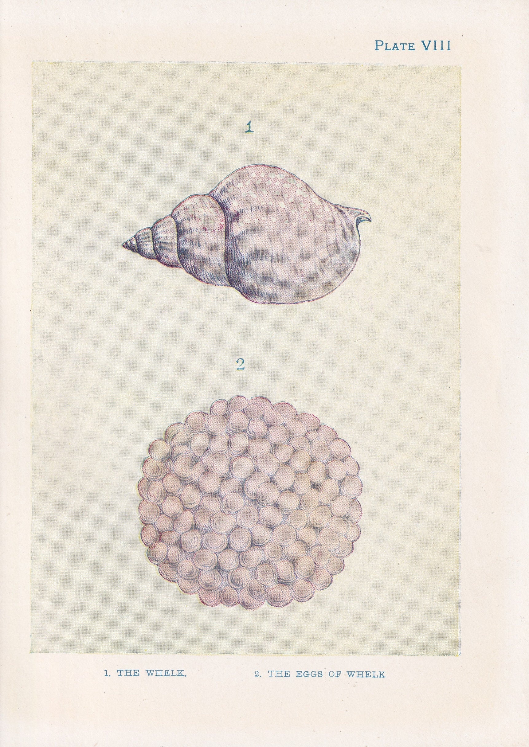 1907 WHELK SHELLS & EGGS Print - Original Antique Marine Print - Sea Life Print - Sea Life Print - 116 Years Old - 6.15 x 4.25 Inches