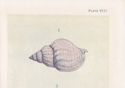 1907 WHELK SHELLS & EGGS Print - Original Antique Marine Print - Sea Life Print - Sea Life Print - 116 Years Old - 6.15 x 4.25 Inches