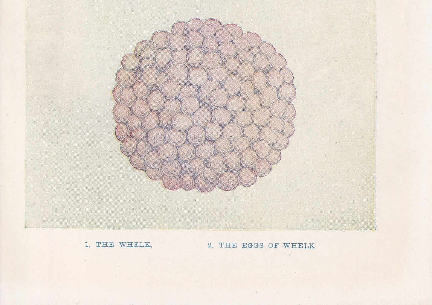 1907 WHELK SHELLS & EGGS Print - Original Antique Marine Print - Sea Life Print - Sea Life Print - 116 Years Old - 6.15 x 4.25 Inches