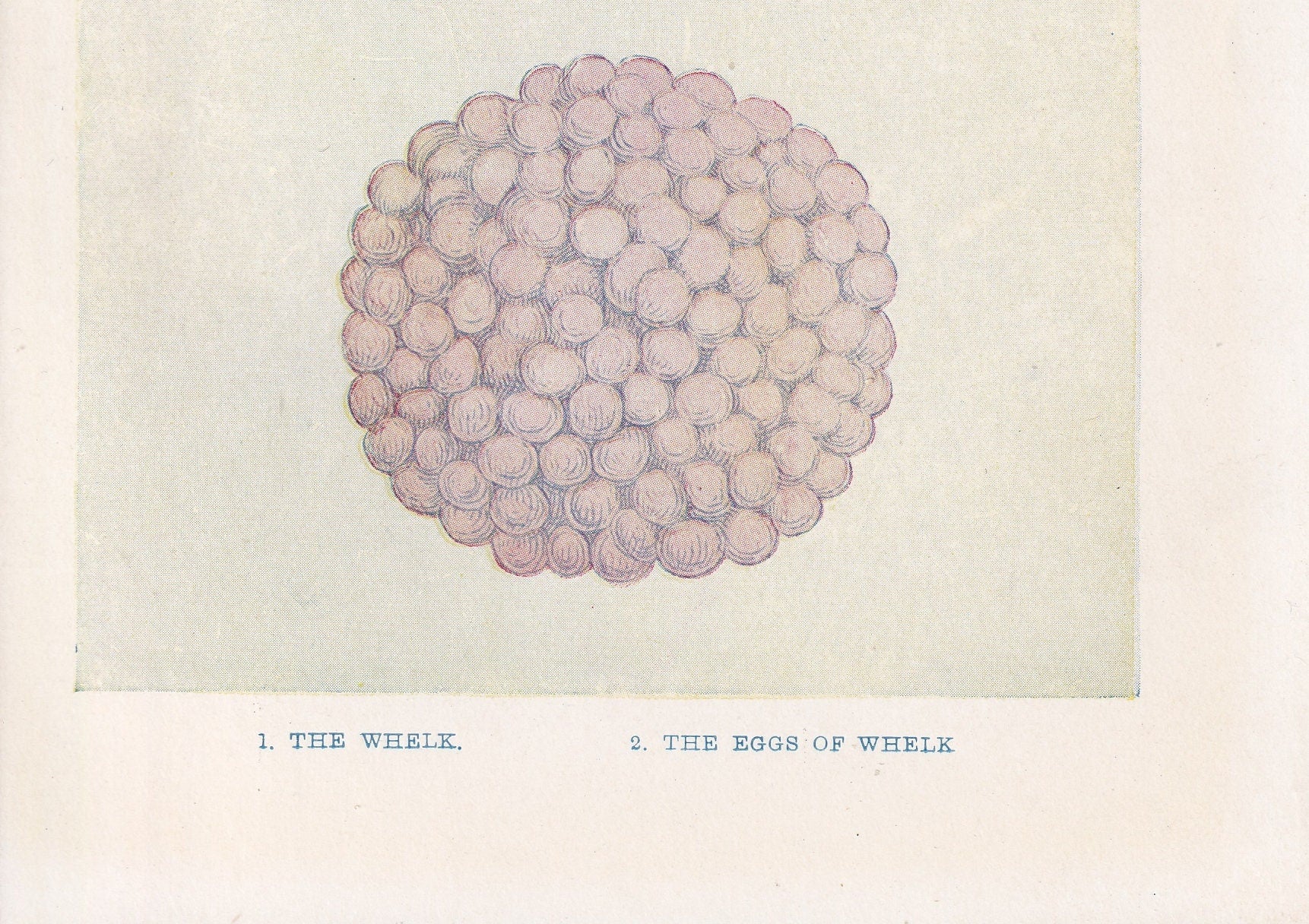 1907 WHELK SHELLS & EGGS Print - Original Antique Marine Print - Sea Life Print - Sea Life Print - 116 Years Old - 6.15 x 4.25 Inches