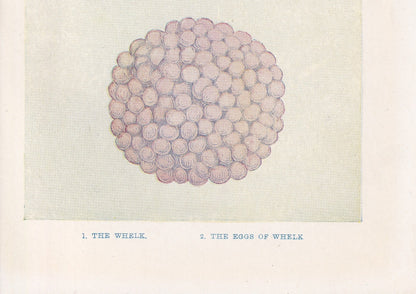 1907 WHELK SHELLS & EGGS Print - Original Antique Marine Print - Sea Life Print - Sea Life Print - 116 Years Old - 6.15 x 4.25 Inches