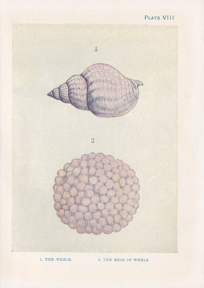 1907 WHELK SHELLS & EGGS Print - Original Antique Marine Print - Sea Life Print - Sea Life Print - 116 Years Old - 6.15 x 4.25 Inches