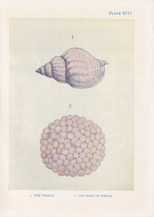1907 WHELK SHELLS & EGGS Print - Original Antique Marine Print - Sea Life Print - Sea Life Print - 116 Years Old - 6.15 x 4.25 Inches