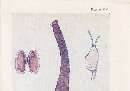 1907 SEA SHELLS Print - Original Antique Marine Print - Sea Life Print - Sea Life Print - 116 Years Old - 6.15 x 4.25 Inches