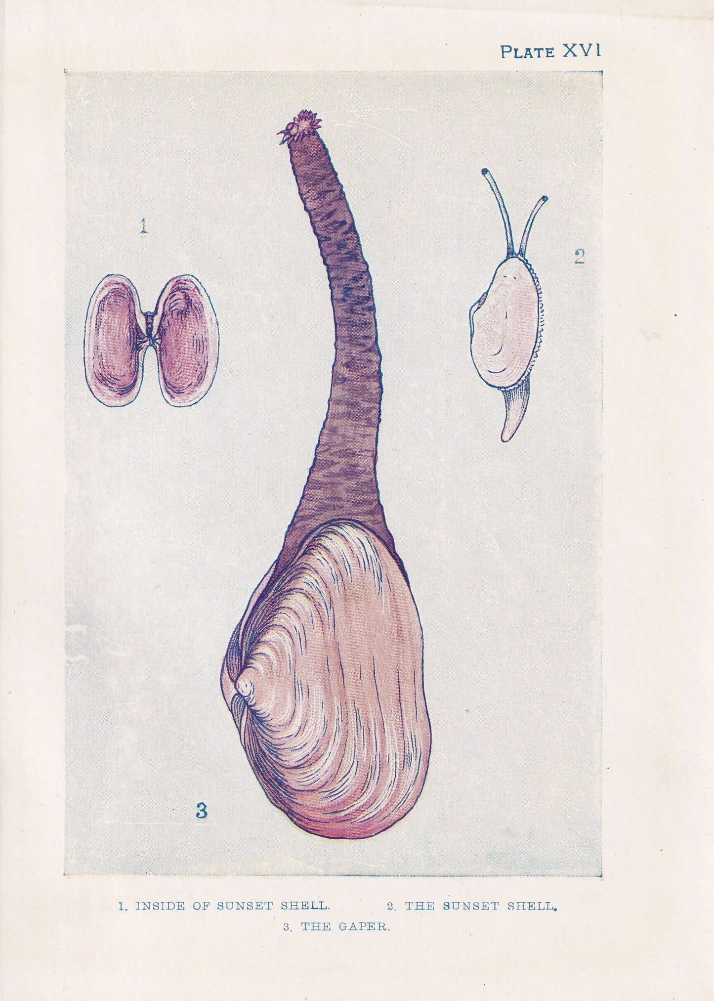 1907 SEA SHELLS Print - Original Antique Marine Print - Sea Life Print - Sea Life Print - 116 Years Old - 6.15 x 4.25 Inches