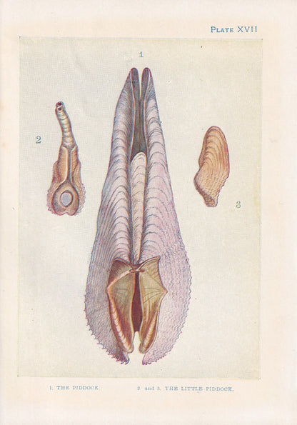 1907 PIDDOCK Print - Original Antique Marine Print - Sea Life Print - Sea Life Print - 116 Years Old - 6.15 x 4.25 Inches