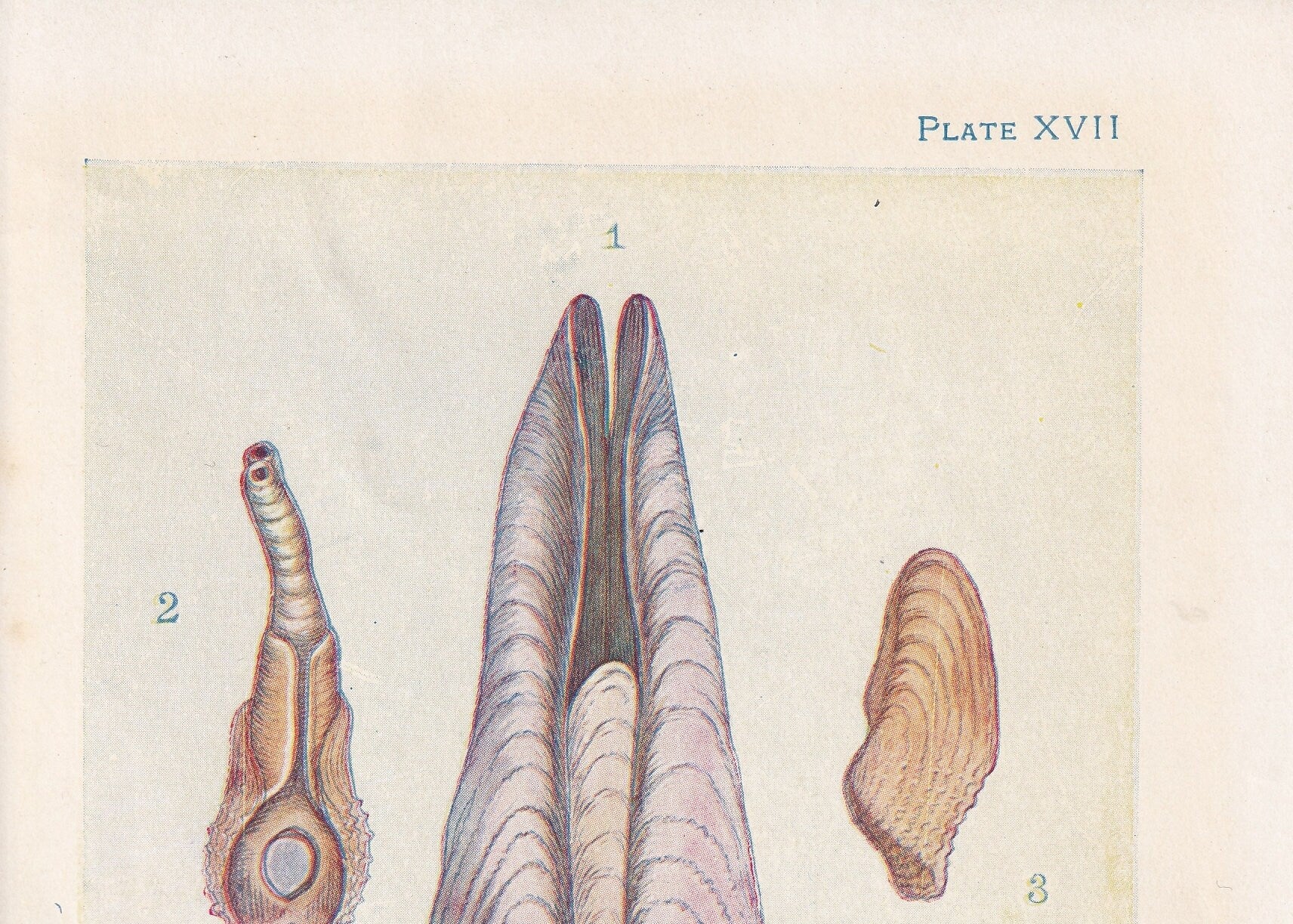 1907 PIDDOCK Print - Original Antique Marine Print - Sea Life Print - Sea Life Print - 116 Years Old - 6.15 x 4.25 Inches
